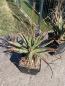 Preview: Leuchtenbergia principis v. trachythele